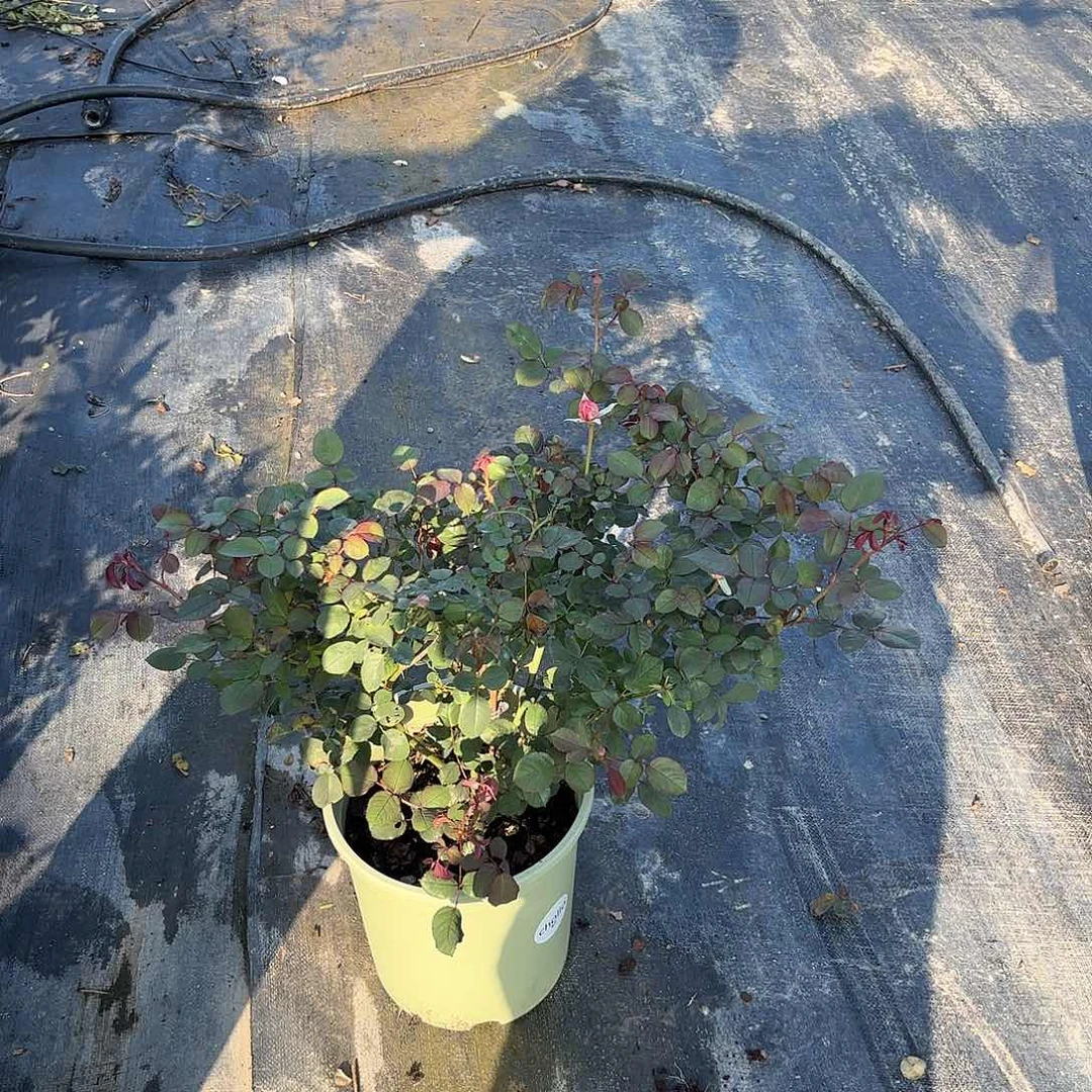 橙****果酱3加仑根接月季