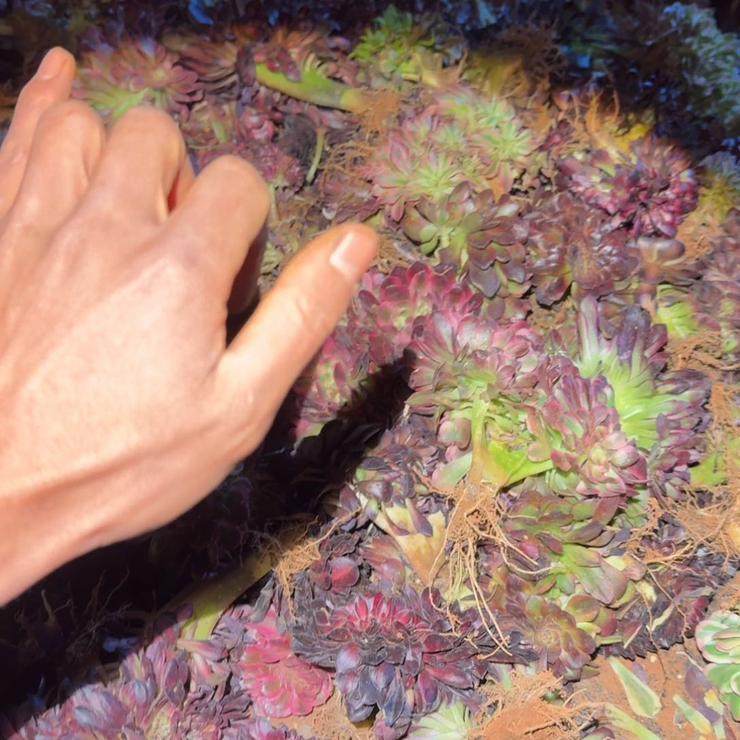 15小缀6颗啊啊啊啊啊