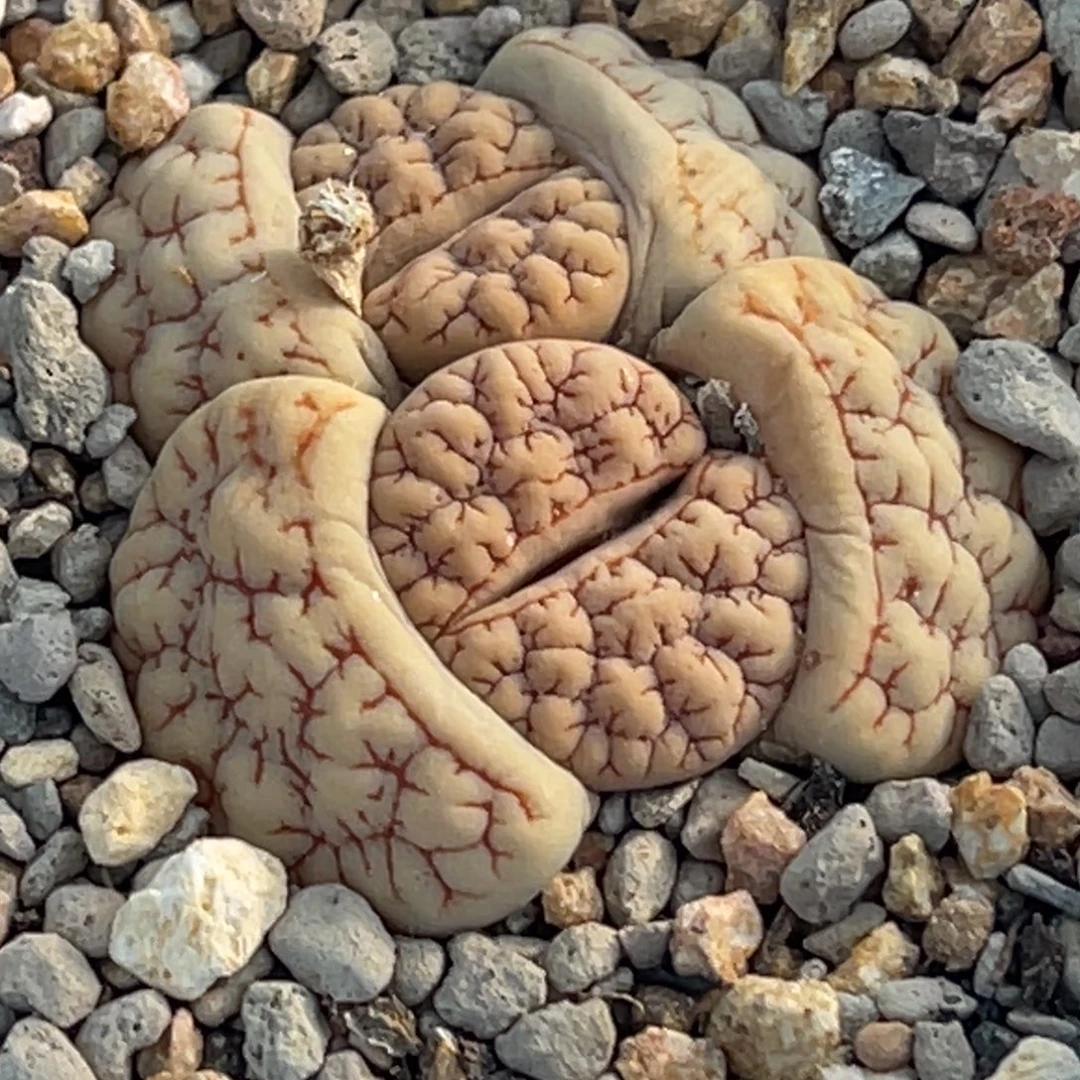 8620双头红纹凹凸189一颗