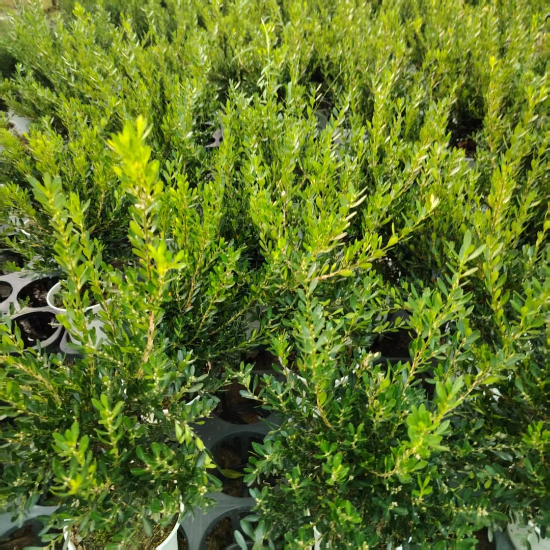 一物一拍：小叶皱皮黄杨