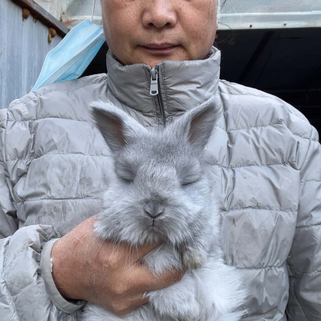 英系安哥拉宠物兔子