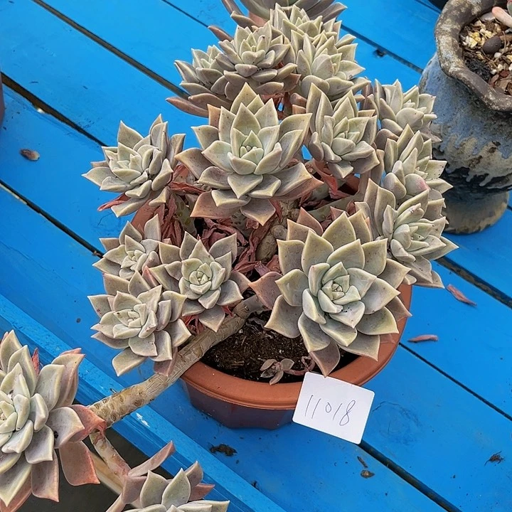 水*血色浪漫11018