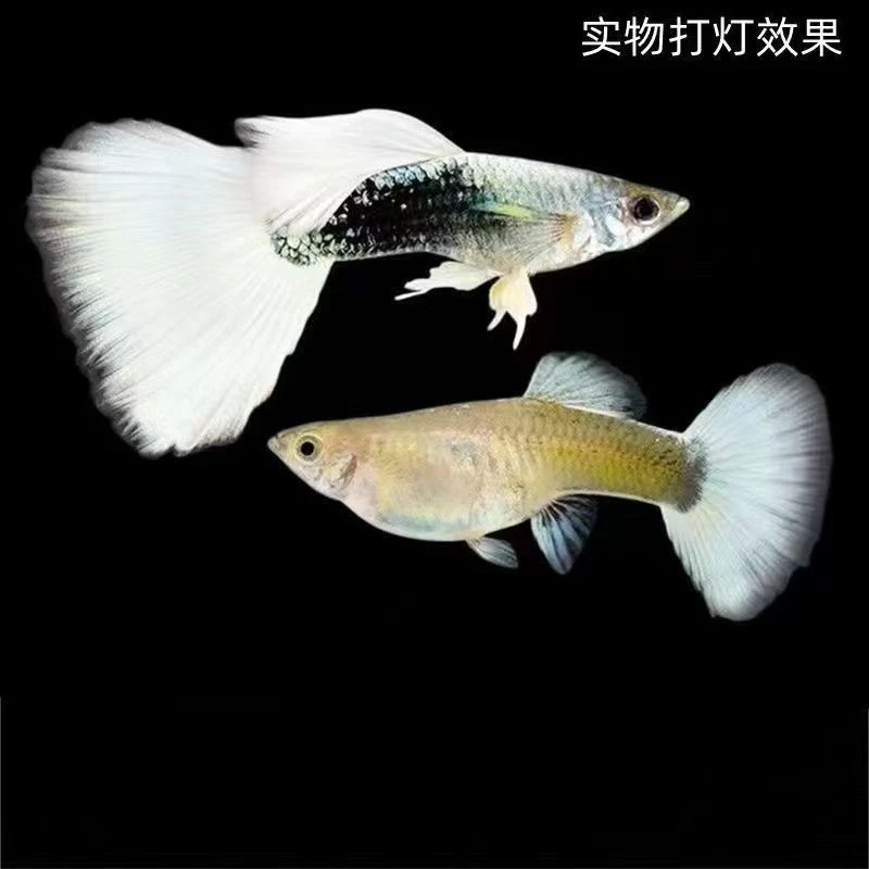 象牙白孔雀鱼热带淡水小型观赏鱼适合新手易饲养