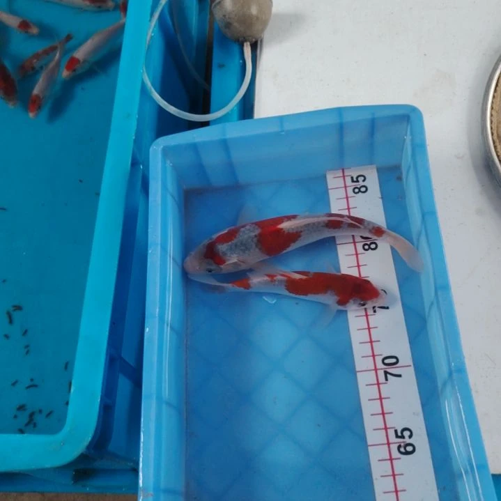 海水顺丰包邮开箱包活1