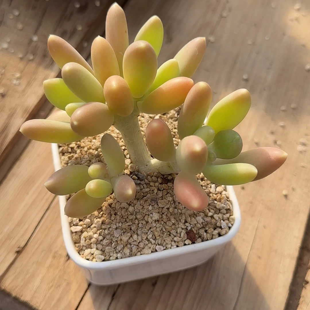 芒果奶不带盆土发货