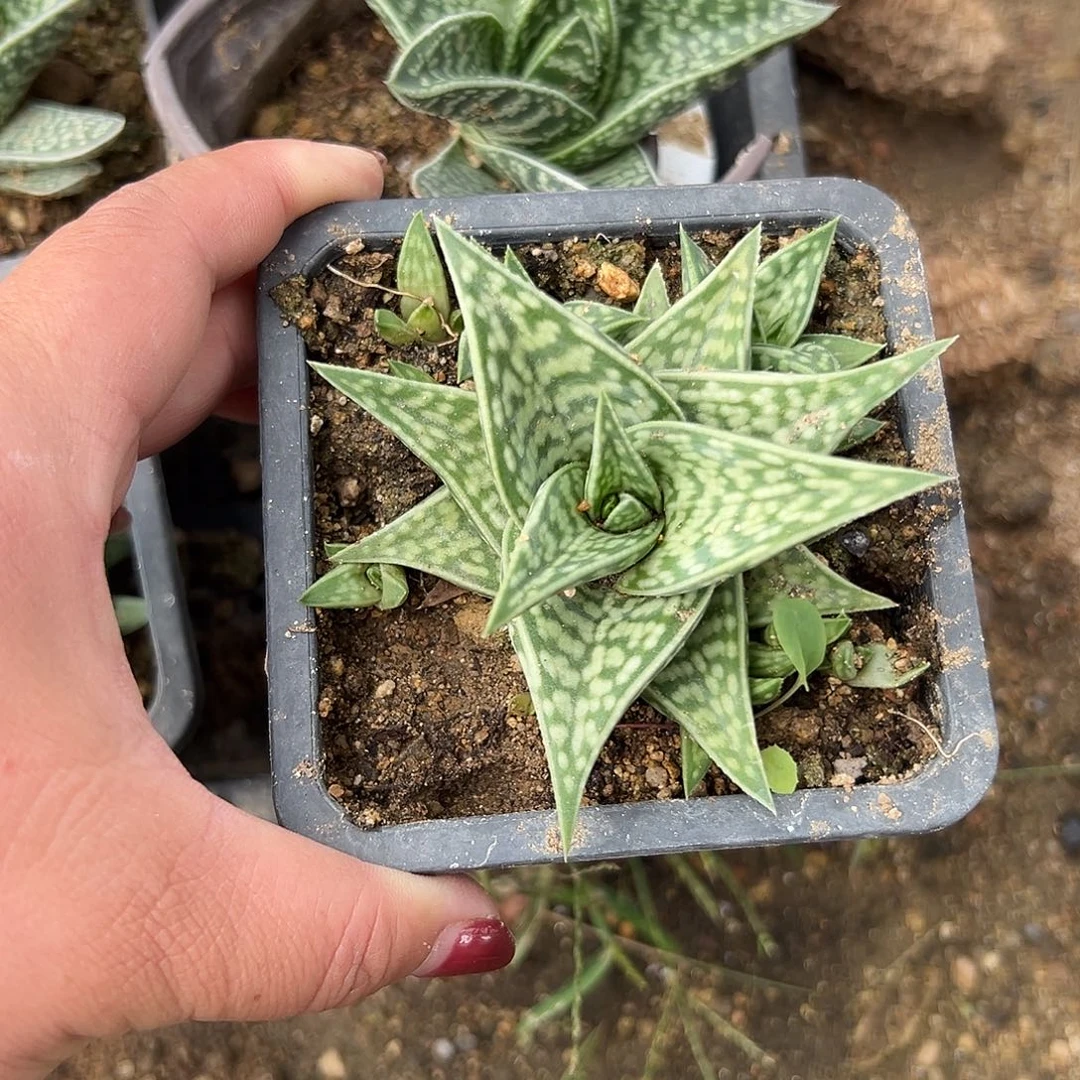 多肉植物多肉植物