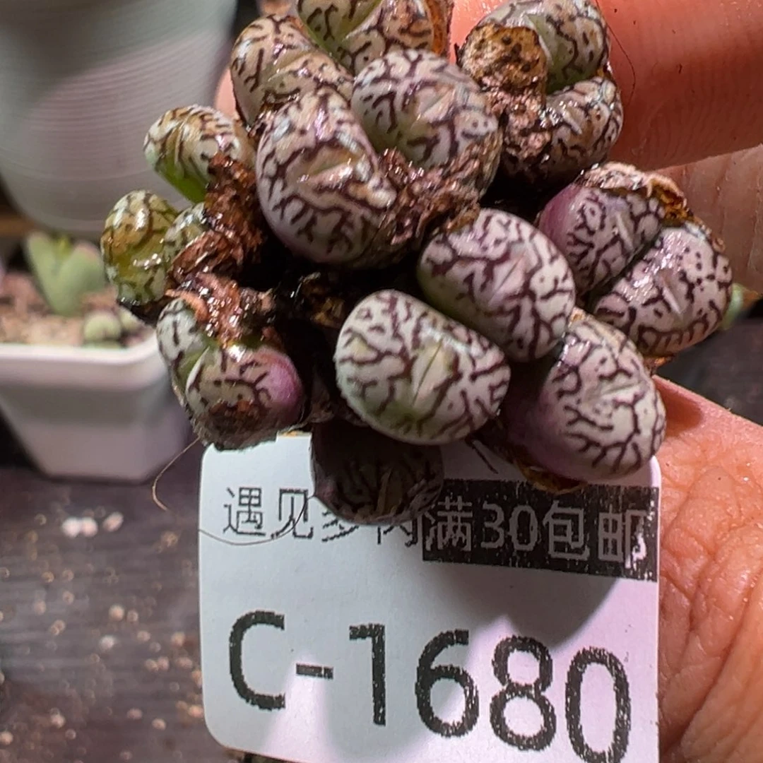 多肉植物11111111111111