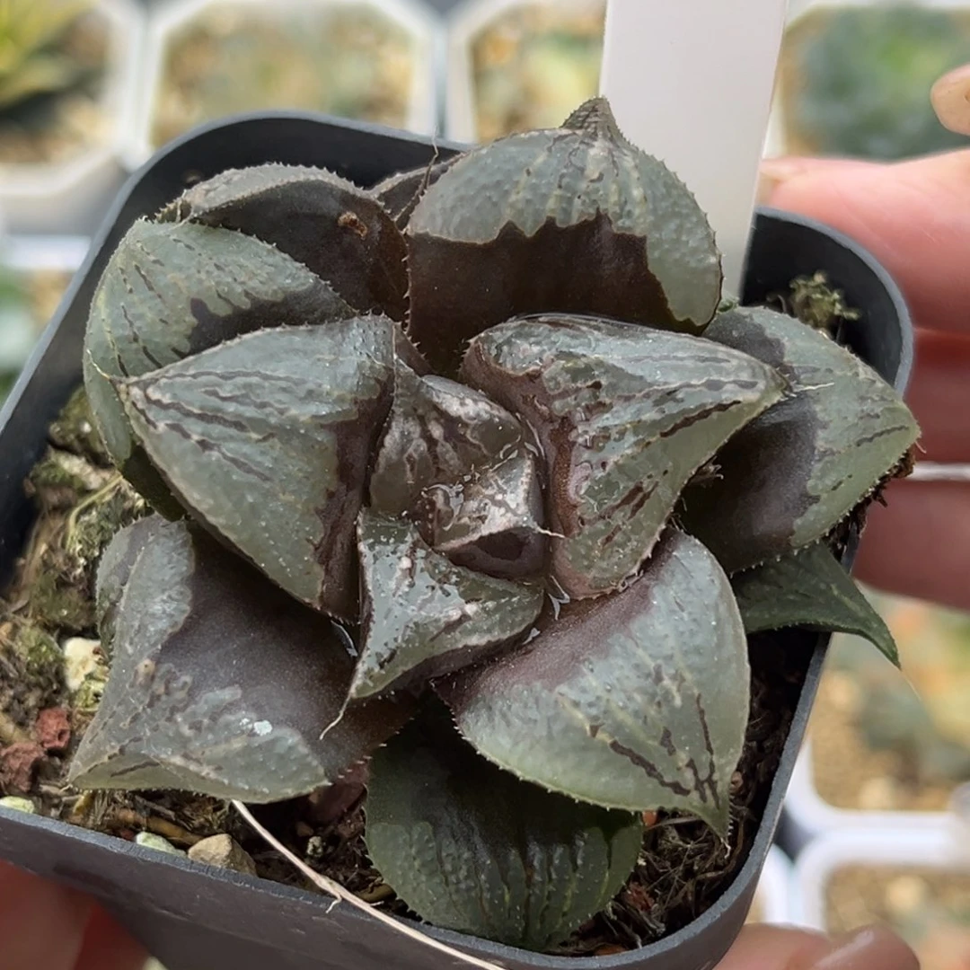 15芭提雅十二卷多肉