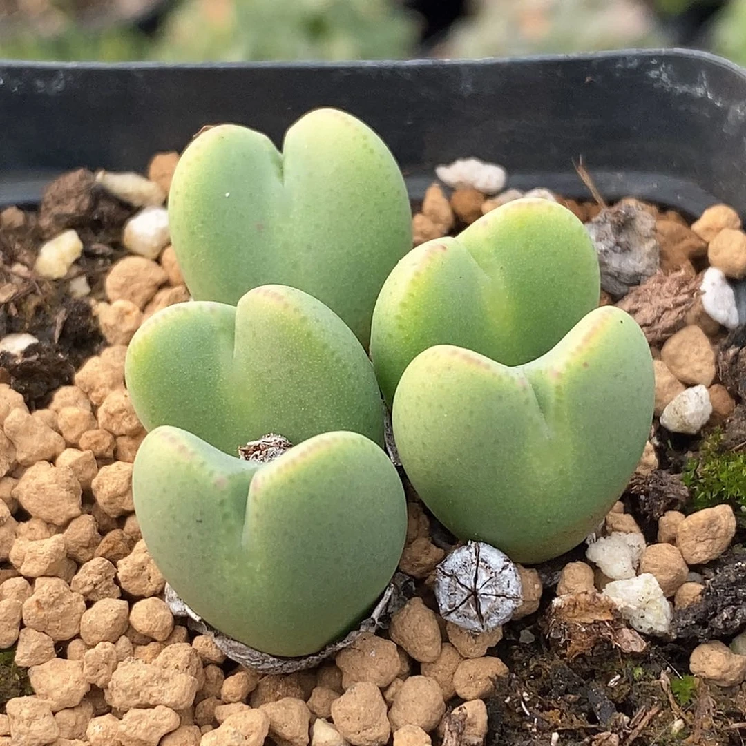 861 少将带盆土 9.9包邮