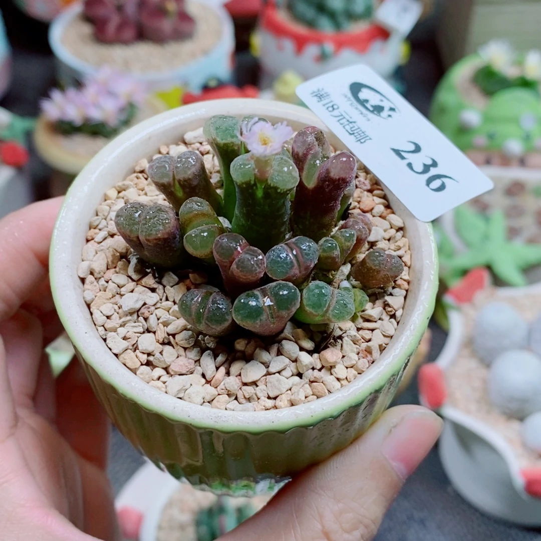 生石花花花花花花236