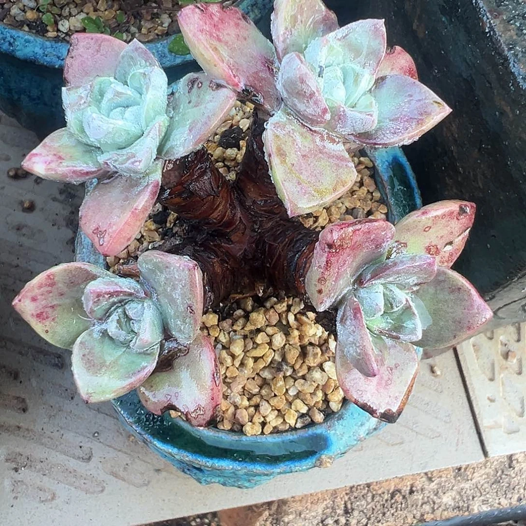 6285泡西弗洛拉苹果叶