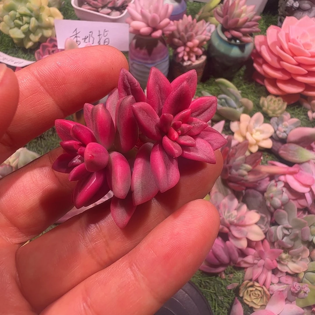 王***九多肉植物多肉植物