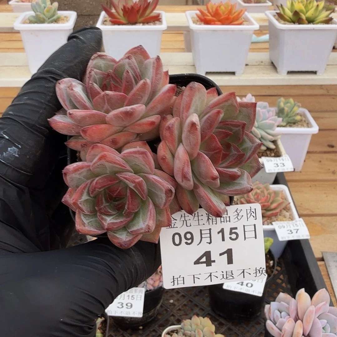 0915-41暗纹三头群