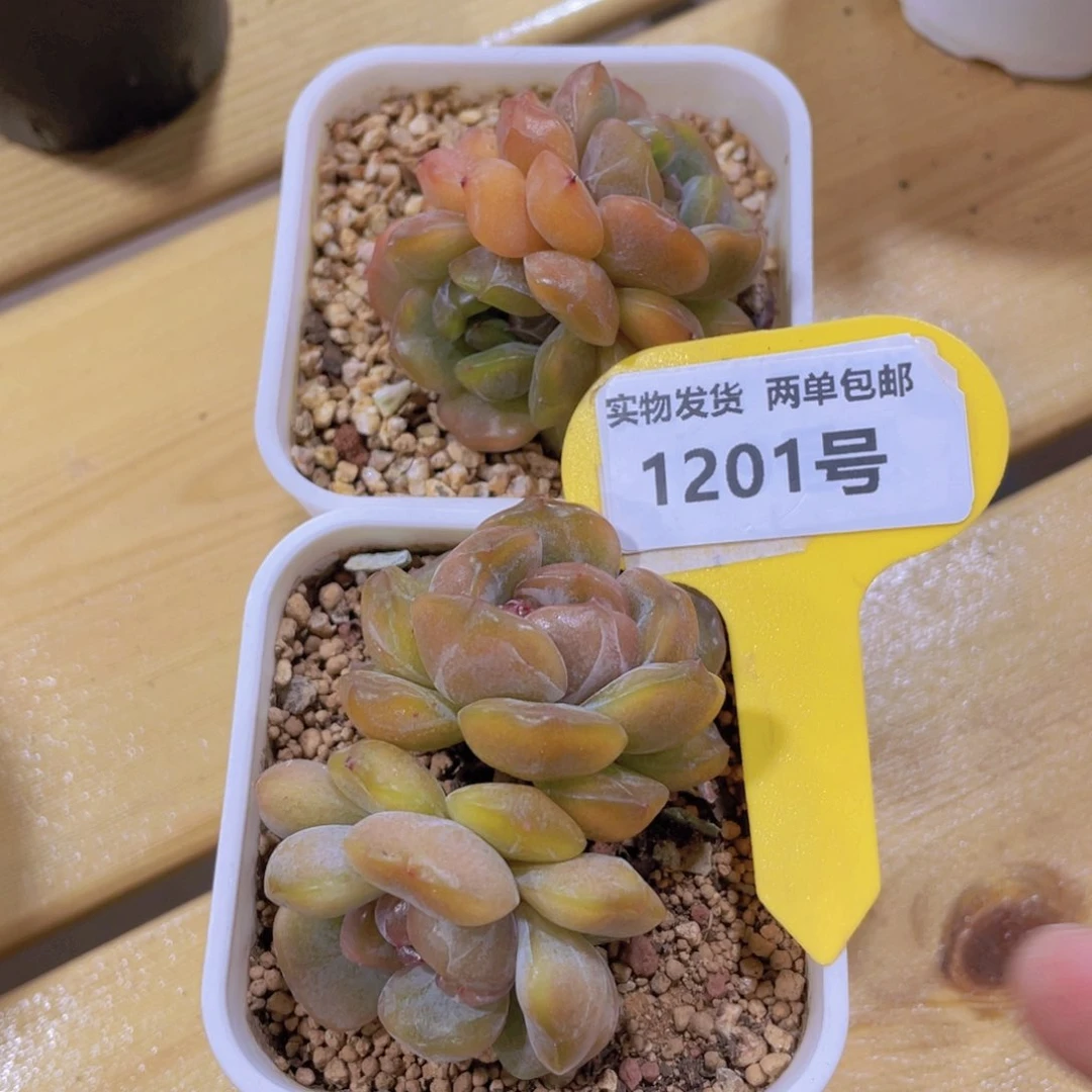 1201号 糖心老桩红色恋人 一个带盆