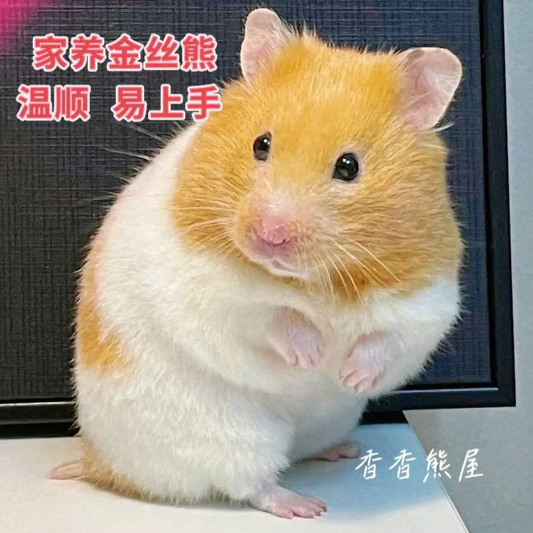 香香熊屋家养金丝熊仓鼠活体长毛短毛包活可选藤盒发货