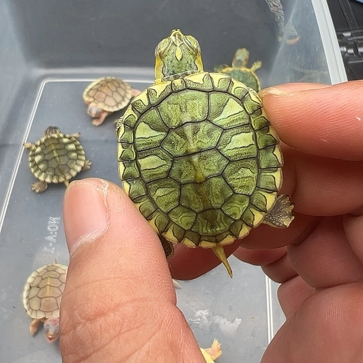 母绿毛龟云彩111111
