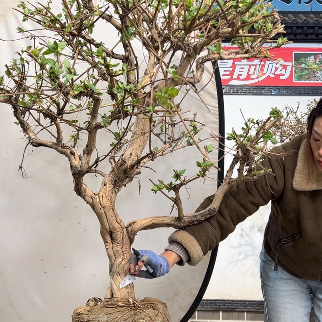 无花朵金银花855888888888