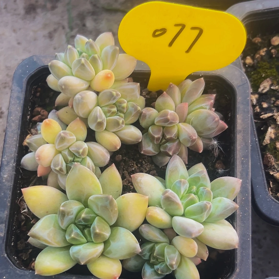 桔云多肉美人精品系列