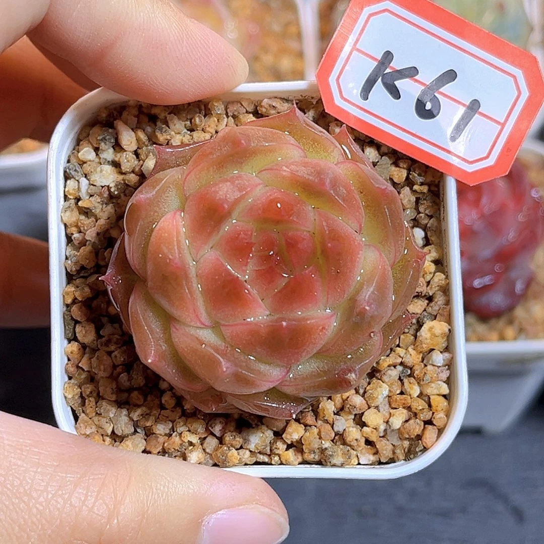 K61  新品珍妮 满18包邮