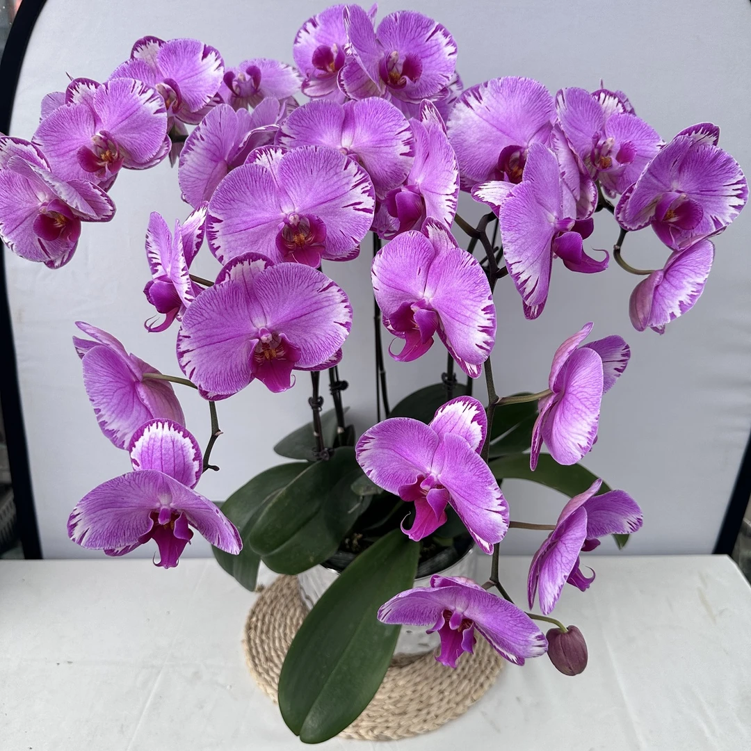蝴蝶兰【雷神】大花 乔迁送礼 盆栽室内花卉四季开花花期长易养护