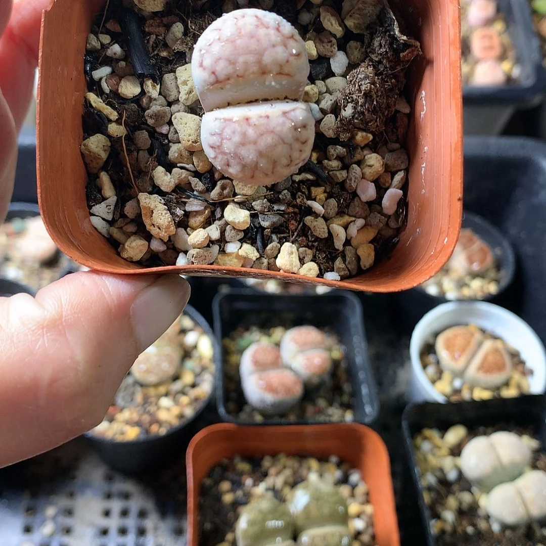 K04多肉植物保护研究所