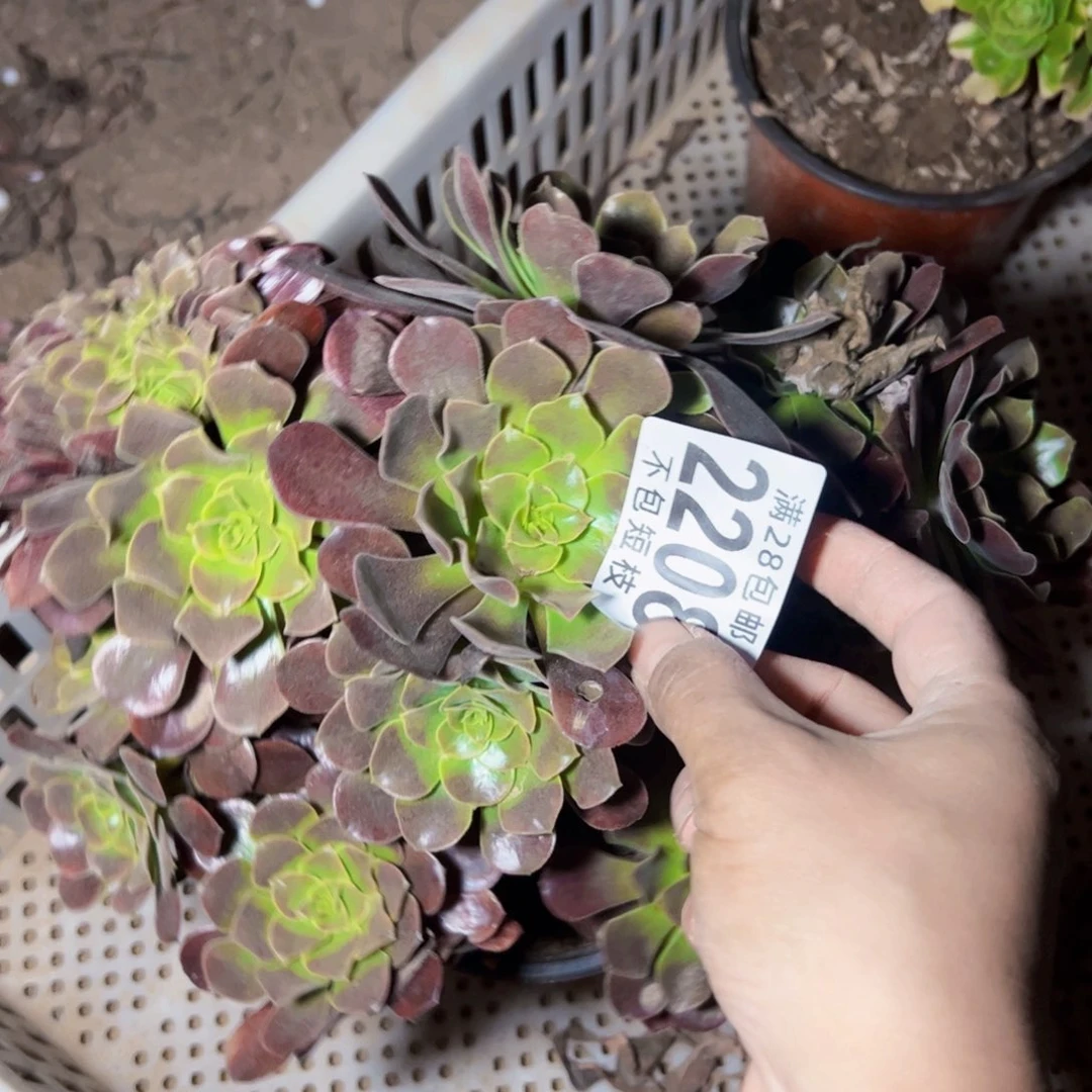 欧嘉莉缀多肉植物2208