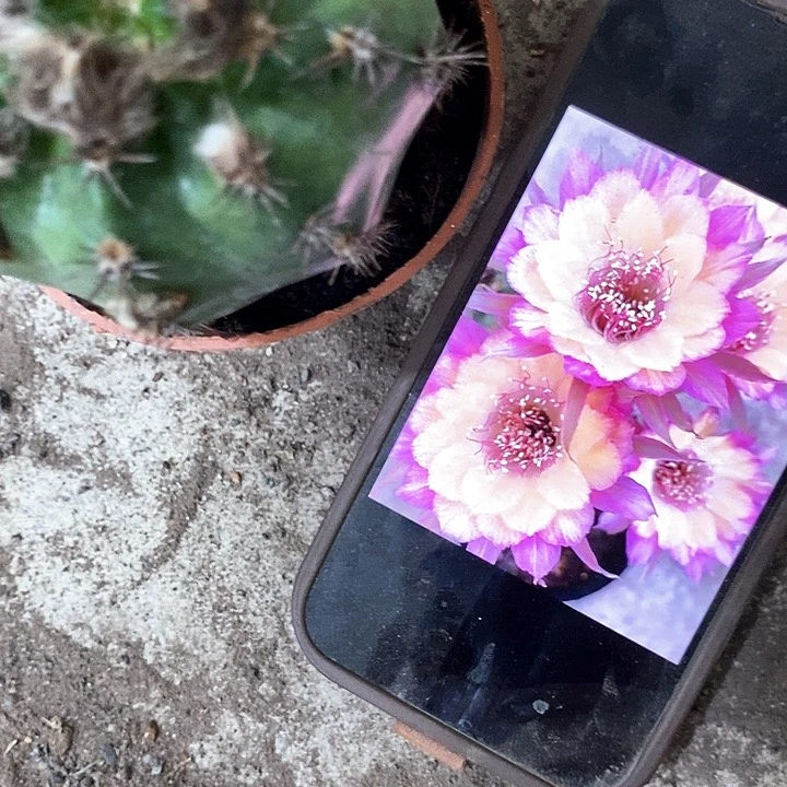 极光丽花，5-8公分左右