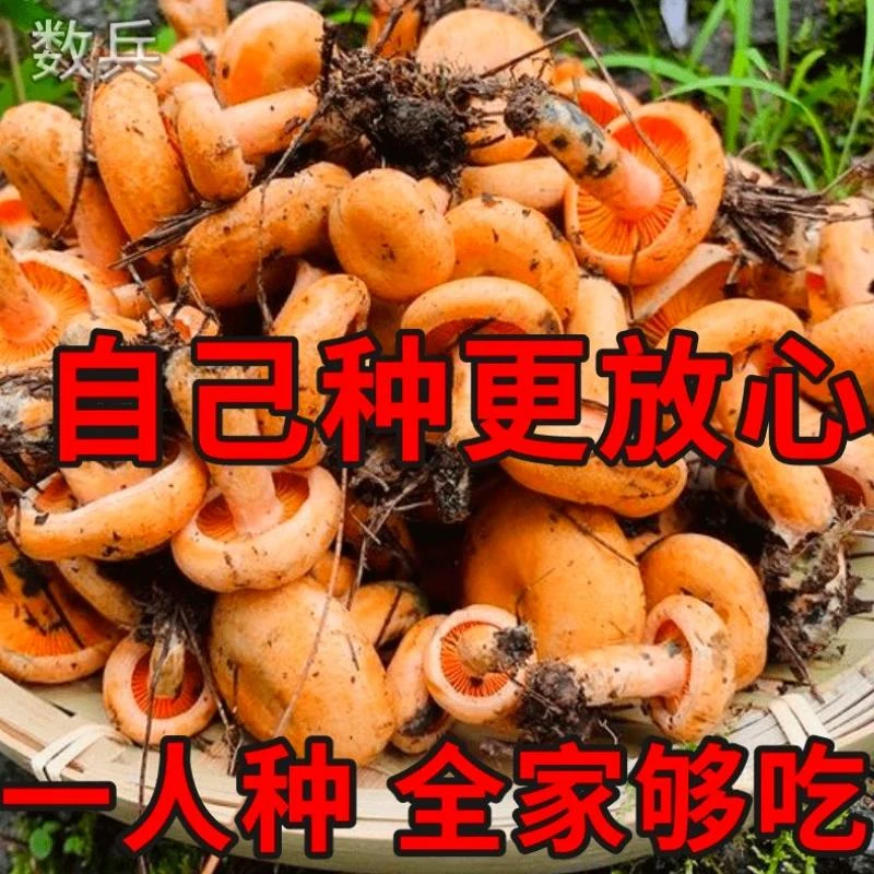 松树菌菌种乌枞菌菌包高产优质菌包菌种家种黄枞菌枞树菌阳台庭院