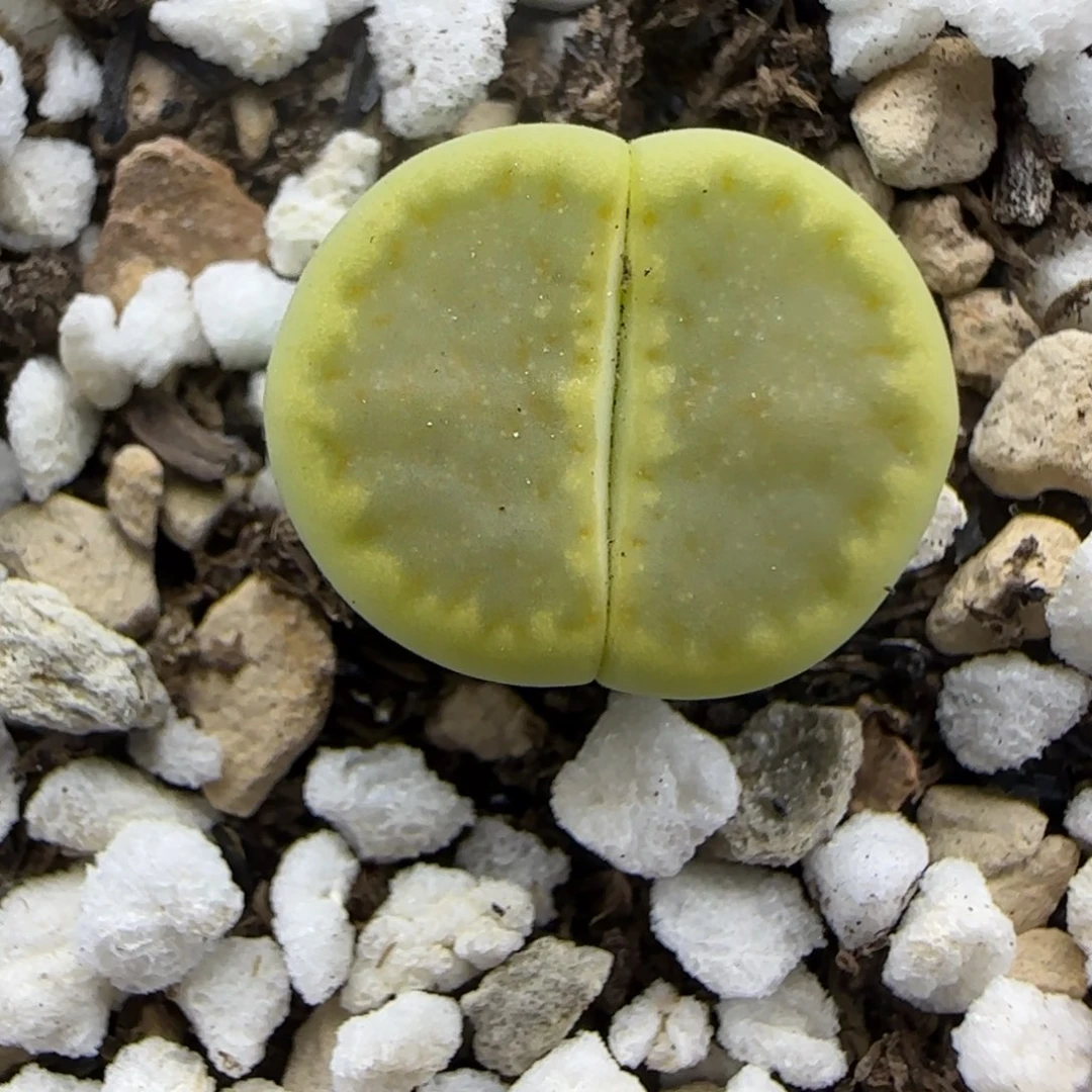 全净窗绒面清框福利30包邮