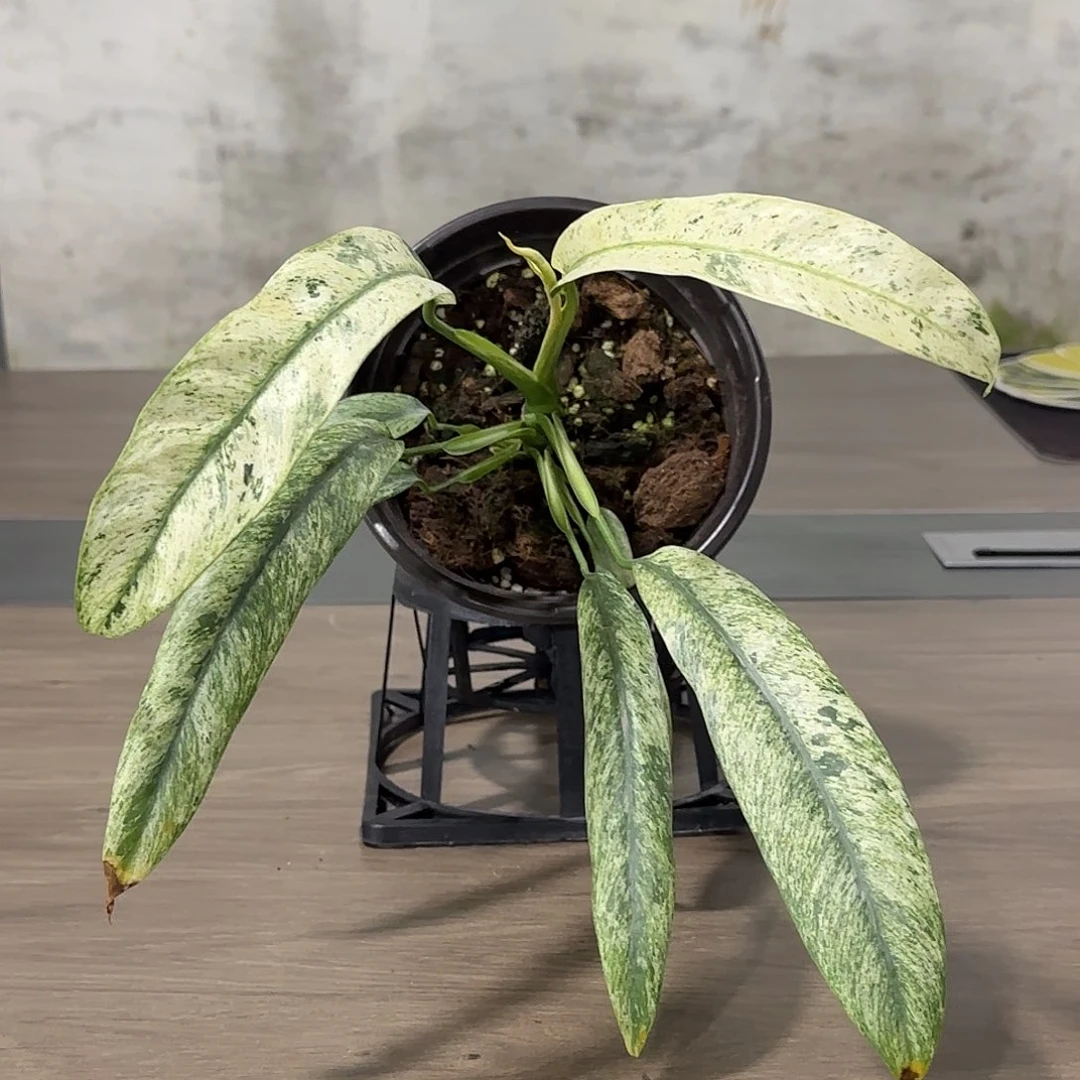 无花朵羽毛锦蔓绿绒