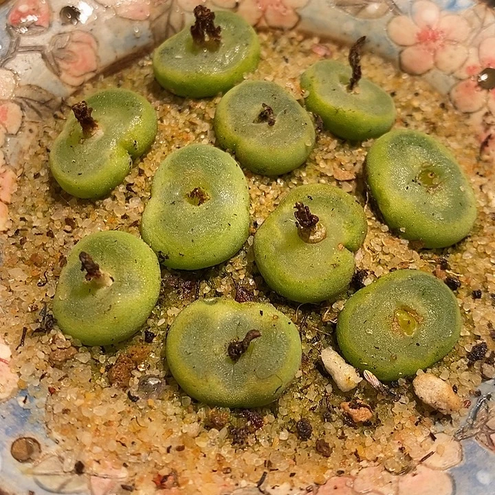 十颗单头水晶鞋。