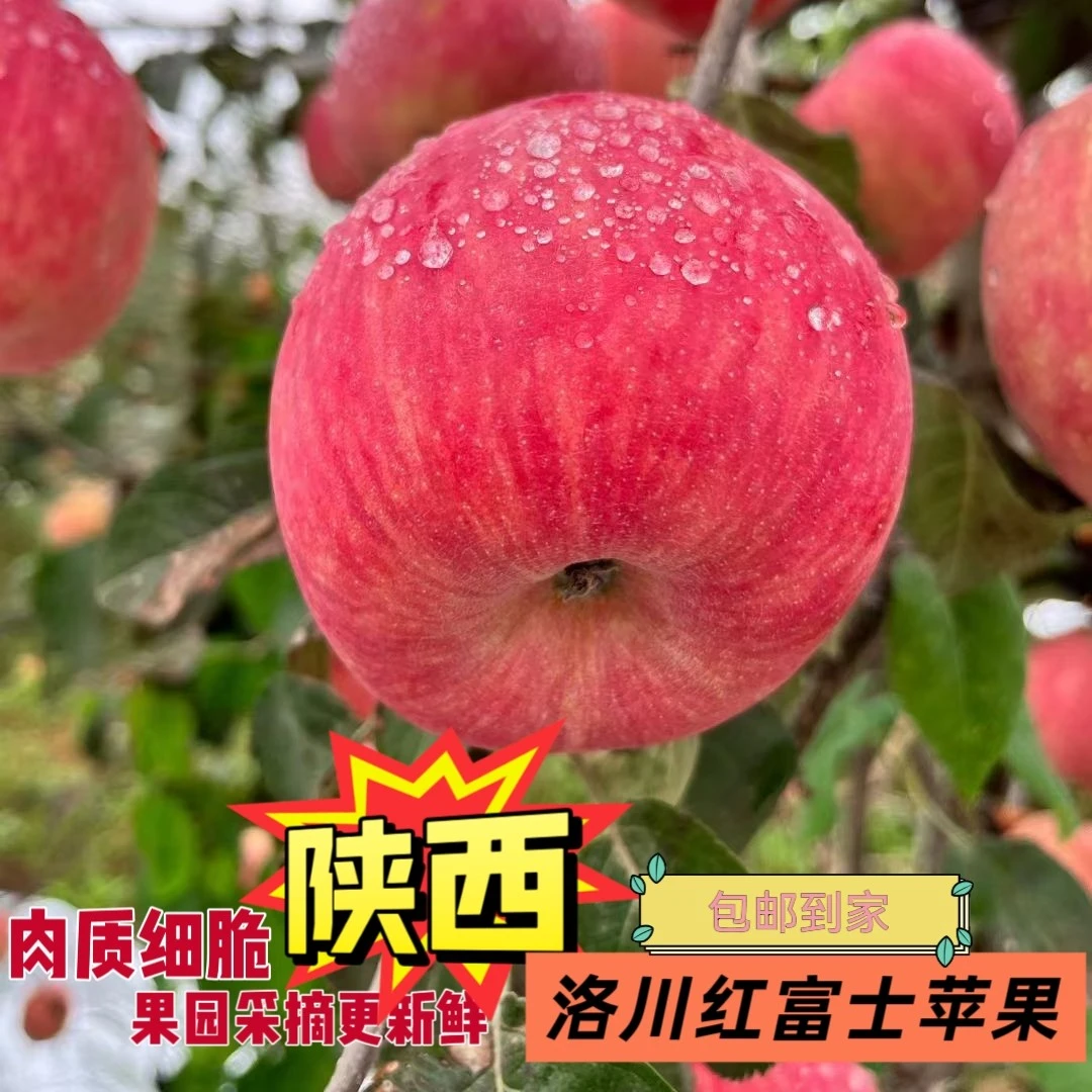 正宗洛川红富士苹果新鲜现摘脆甜多汁产地直发