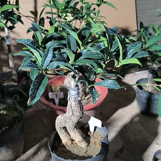 万***通完全开放八月桂朱砂