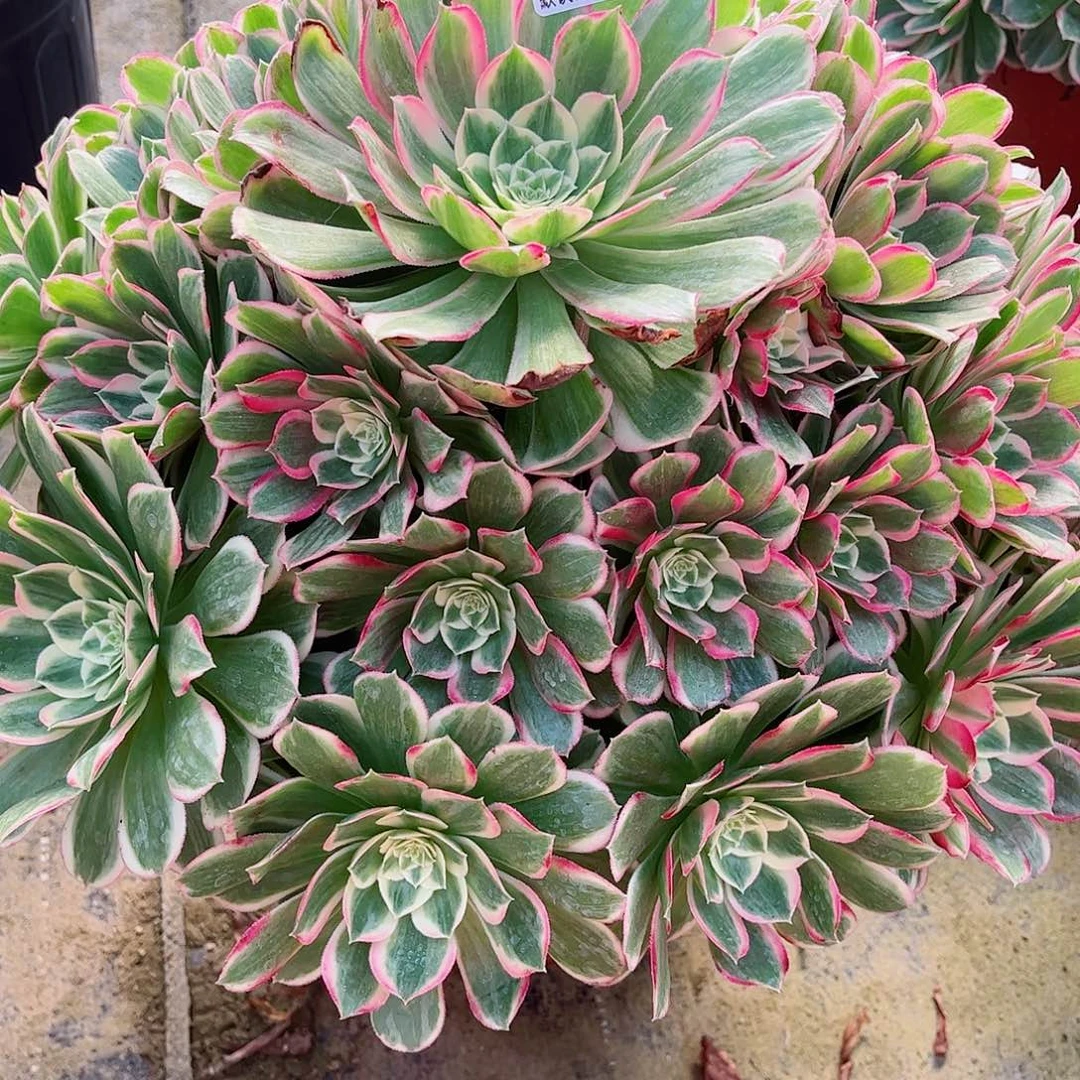 无花朵岁****^多肉植物孔雀翎206