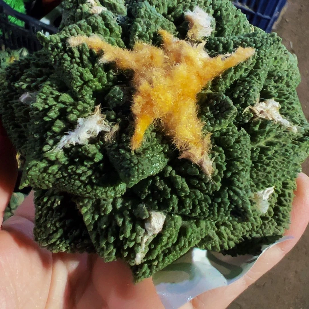 无花朵细尤颗粒龟甲牡丹221