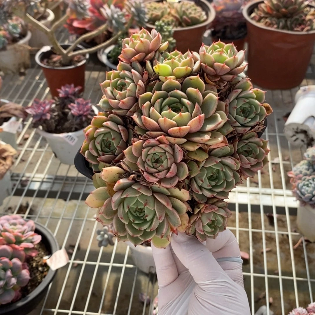 323笨吧蒂斯一物一拍