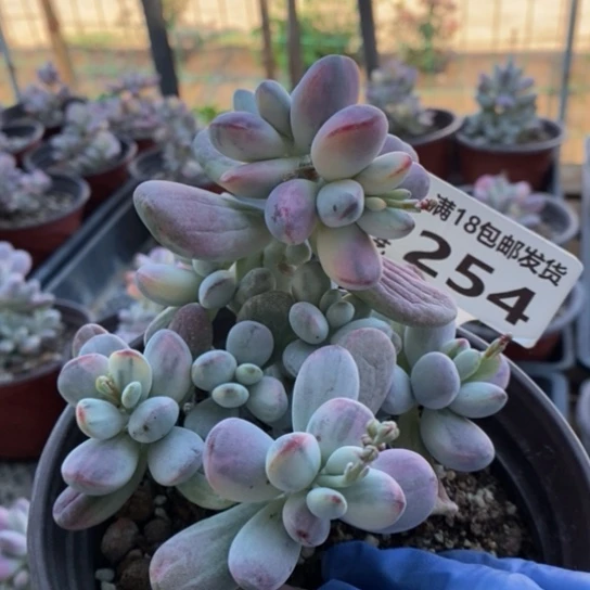 254一一一一一一一一一