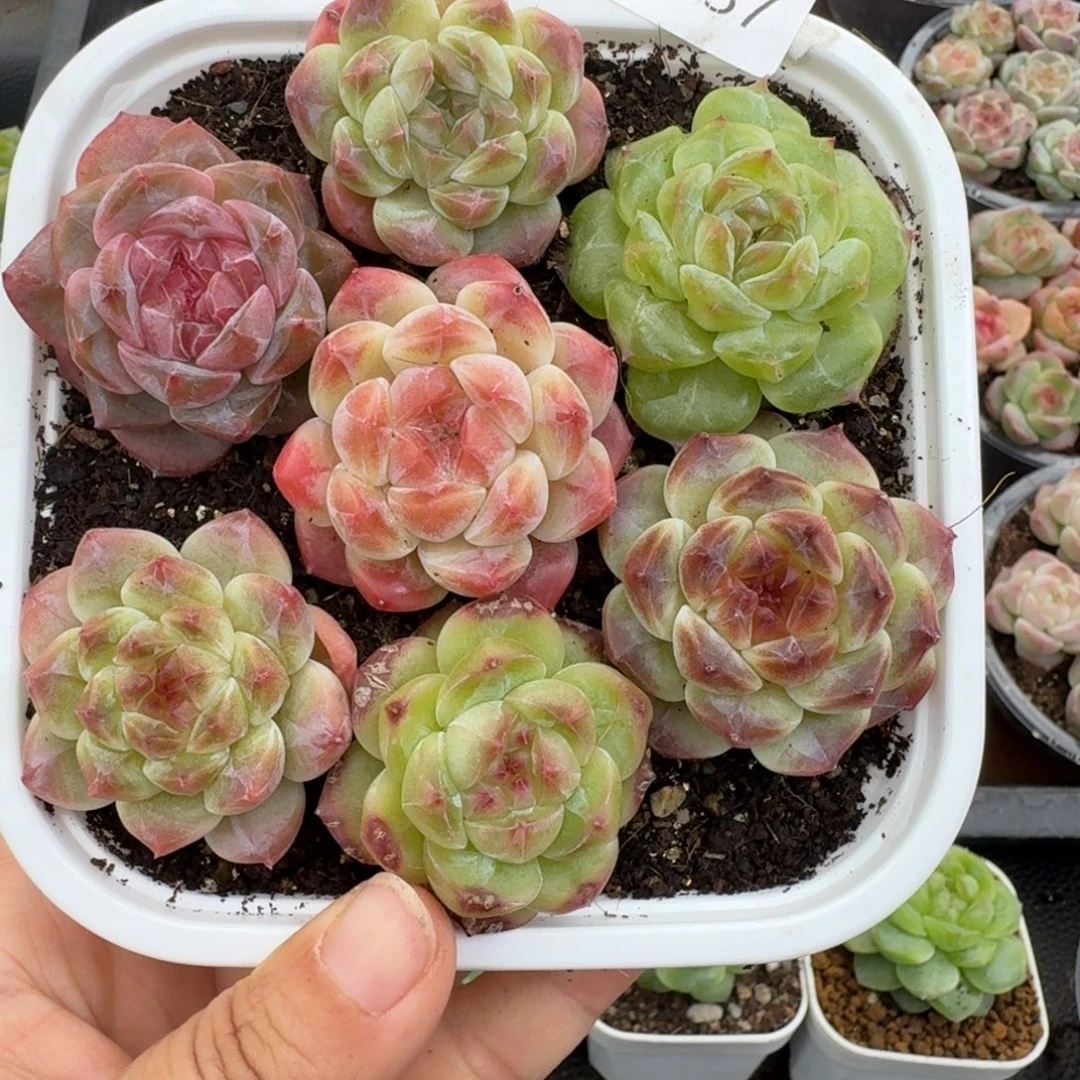 一物一拍一物一拍1030-37