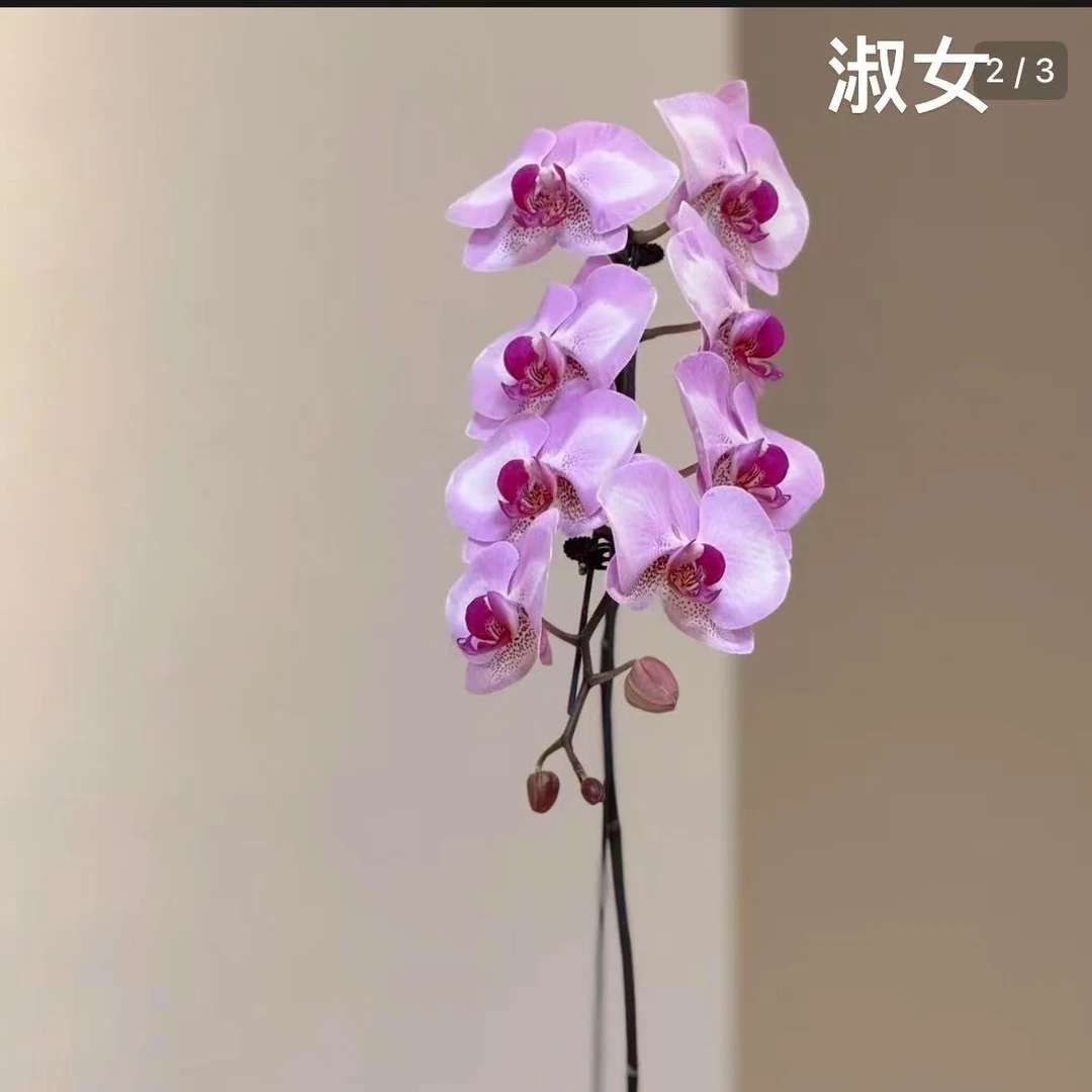 【淑女带花剑】兰花蝴蝶兰客厅绿植盆栽