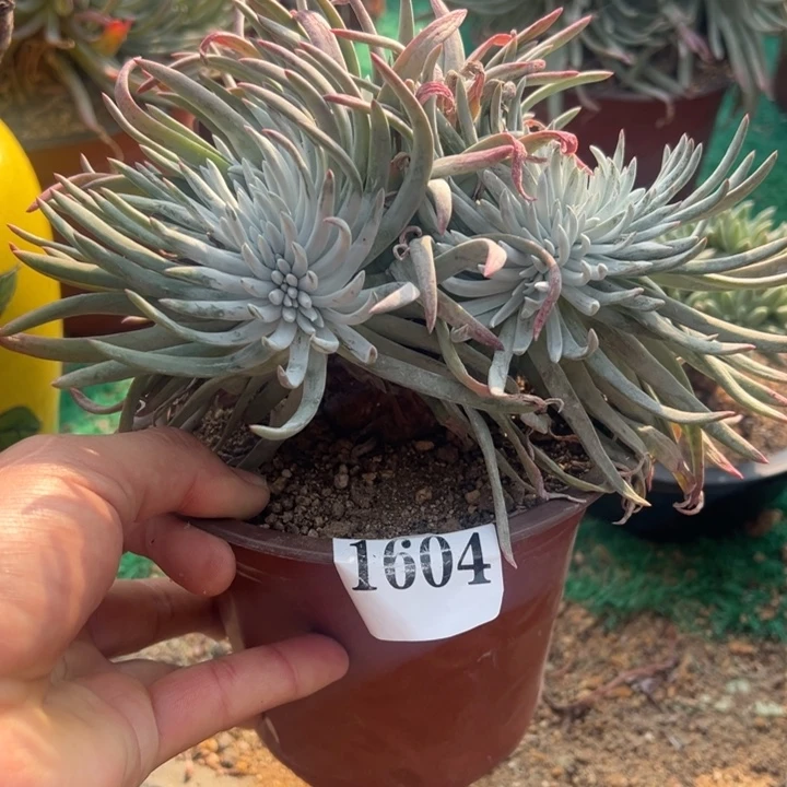 604号雪花多肉植物老庄缀化