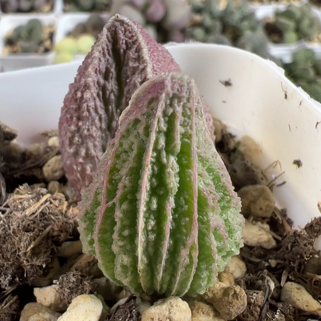实生新品多肉植物水泡多肉植物水泡
