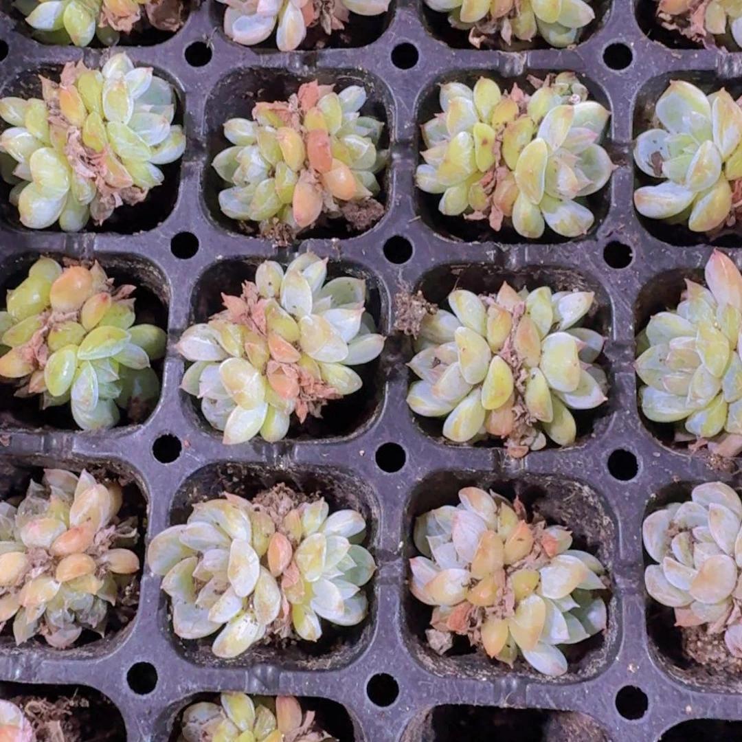 精品冰葡萄一米一颗