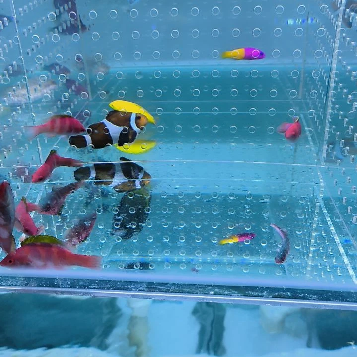 万鱼来朝 仙子龙1，黄龙1