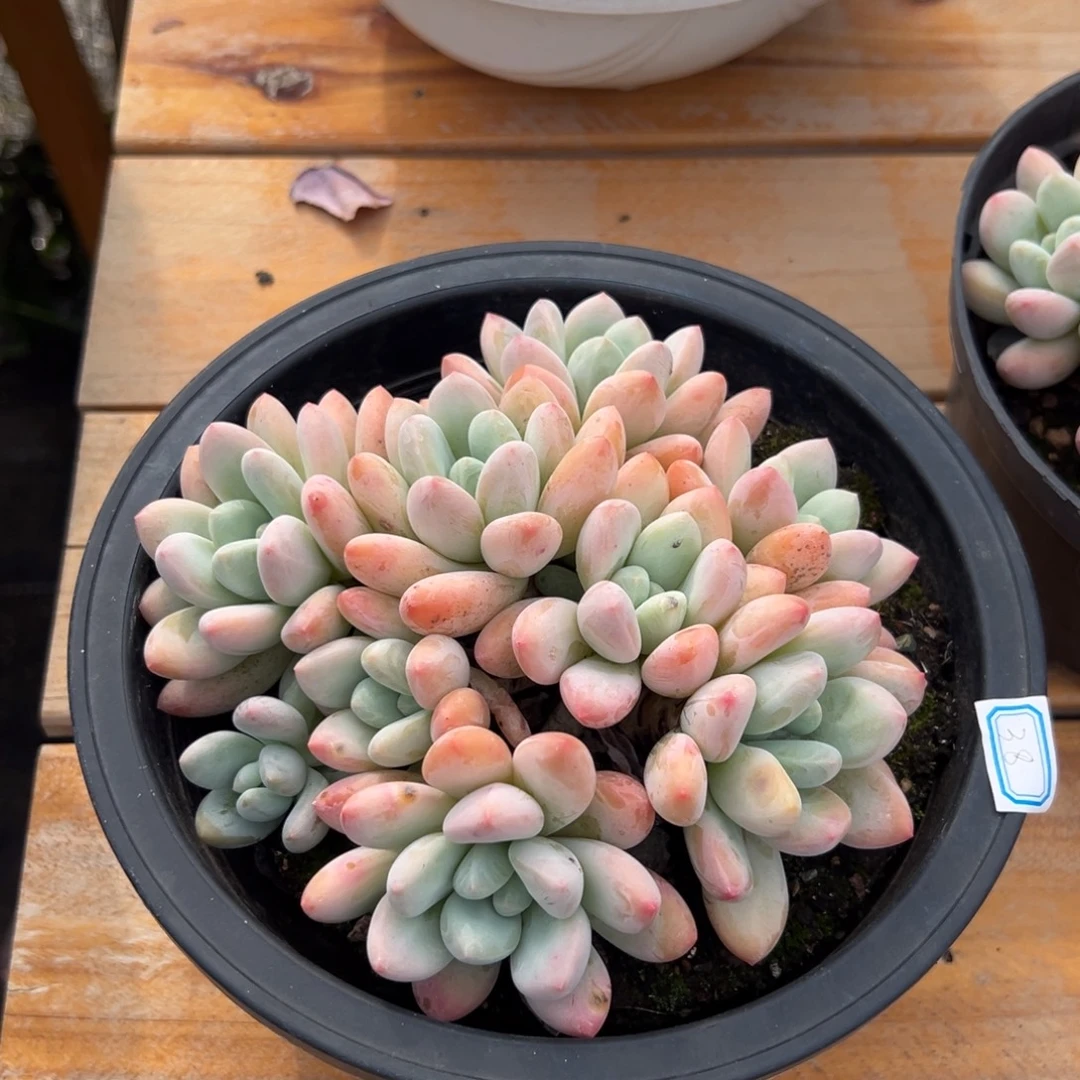 多肉植物多头香水