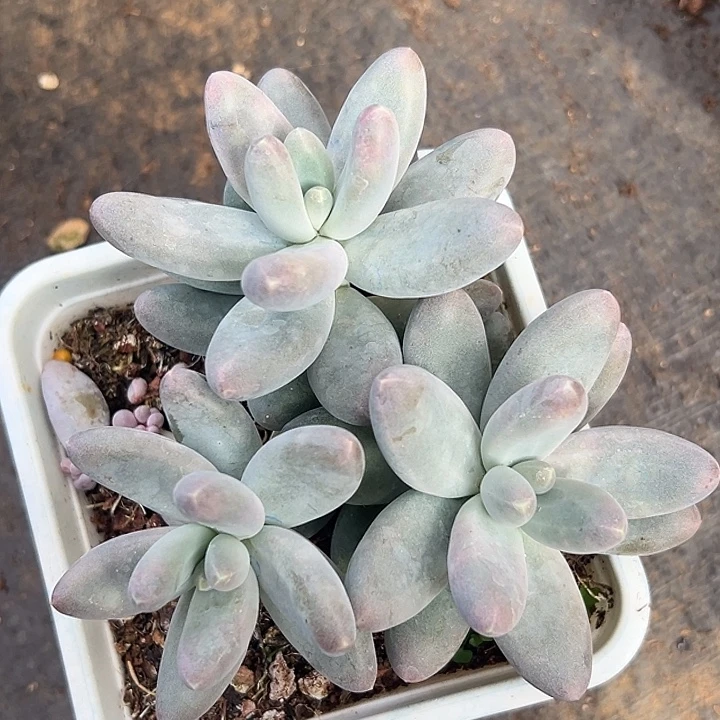 美人特价一物一拍