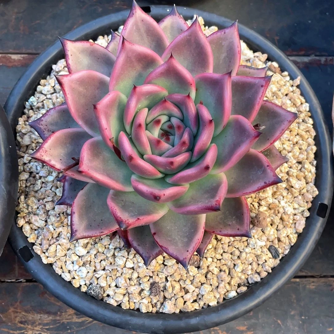 多肉植物一物一拍