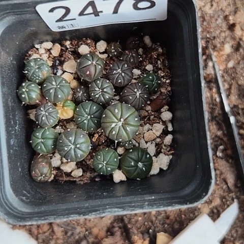 2478仙人球小苗的