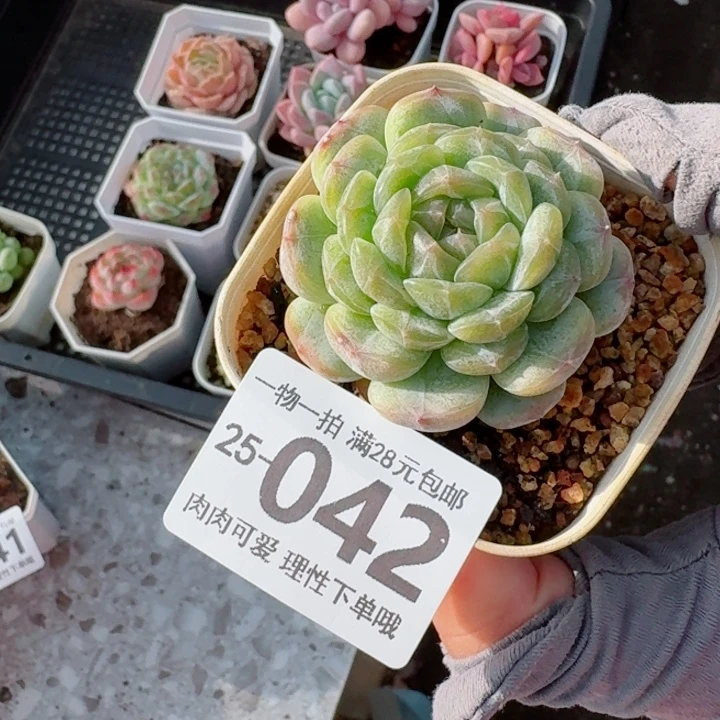 白恋多肉多肉无盆土发货无