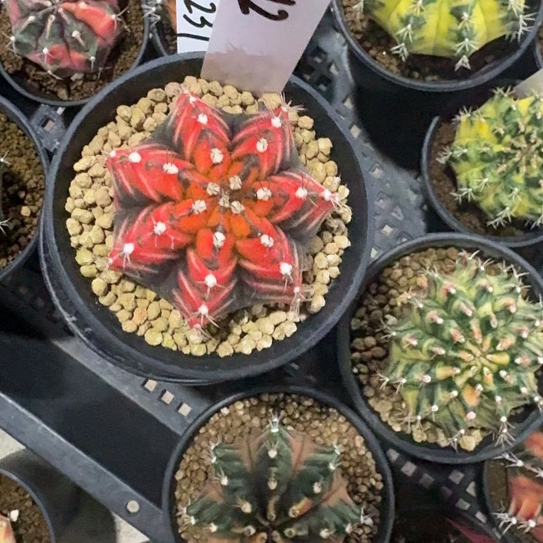 L212-1122广东发货 虎斑