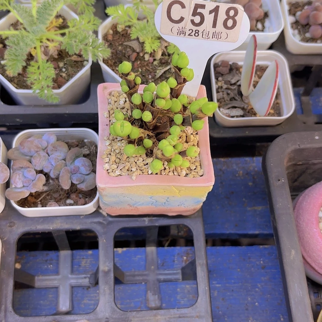 C518短耳兔一物一拍